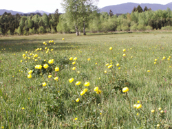 Trollblume Soier See kl
